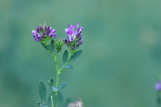 Fleurs violettes de luzerne cultiv&eacute;e en gros plan