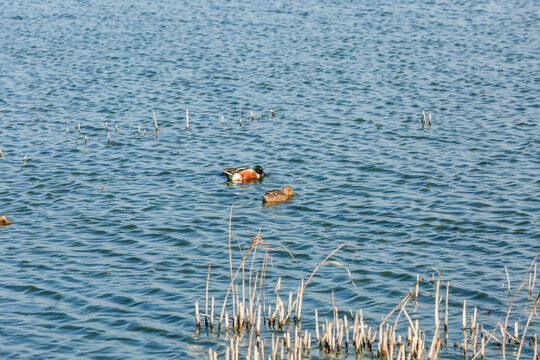 Patos cuchara norte&ntilde;os en el lago Nabor Carrillo, Texcoco, Estado de M&eacute;xico.