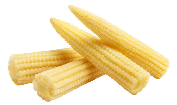 Delicious group of baby corn cobs, isolated on transparent cutout background
