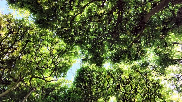 Dichte Hainbuchenhecke, Carpinus betulus mit gr&uuml;nen Bl&auml;ttern im Sommer, Rotation, Bildhintergrund