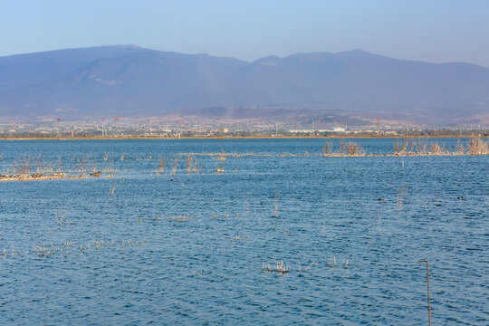 Patos cuchara norte&ntilde;os en el lago Nabor Carrillo, Texcoco, Estado de M&eacute;xico.