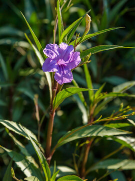 Ruellia simplex, the Mexican petunia, Mexican bluebell, Britton's wild petunia, or Purple showers, is a species of flowering plant in the family Acanthaceae