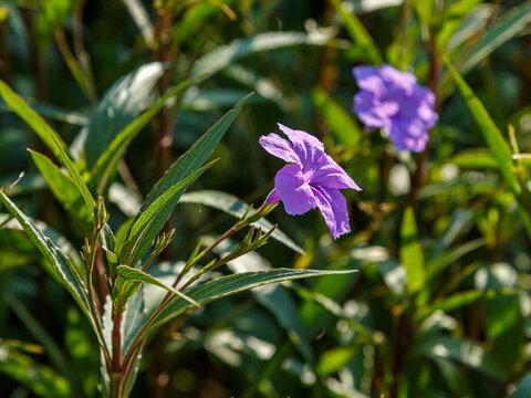 Ruellia simplex, the Mexican petunia, Mexican bluebell, Britton's wild petunia, or Purple showers, is a species of flowering plant in the family Acanthaceae