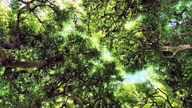 Dichte Hainbuchenhecke, Carpinus betulus mit gr&uuml;nen Bl&auml;ttern im Sommer, Rotation, Bildhintergrund