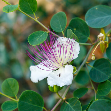 A beautiful picture of a blooming Capers. Natural wallpaper. Capers ( Latin- Capparis spinosa ) are a herbaceous plant; the type species of the genus Capparis of the Caperaceae family
