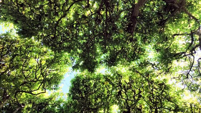 Dichte Hainbuchenhecke, Carpinus betulus mit gr&uuml;nen Bl&auml;ttern im Sommer, Rotation, Bildhintergrund