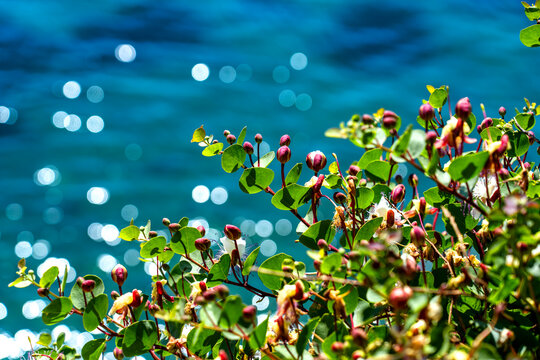 n the foreground, flower buds against a seascape backdrop, with small halos of bright light reflecting the sunlight