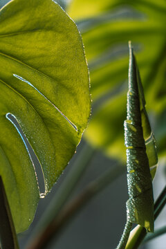 New monstera leaf ready to unfold, fresh green botanical background.