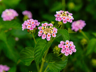 Fototapeta premium Lantana ( Latin- Lantana ) is a genus of dicotyledonous flowering plants , included in the tribe Lantaneae of the family Verbenaceae. Natural wallpaper. Floral background.