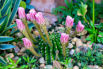 Nature/Garden © MIGUEL