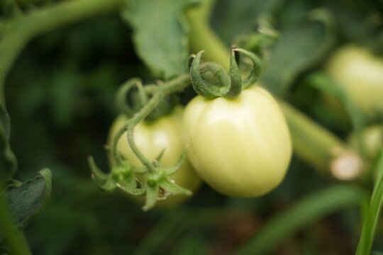 Tomato
An annual or perennial herbaceous plant, a species of the genus *Solanum* in the nightshade family (Solanaceae).