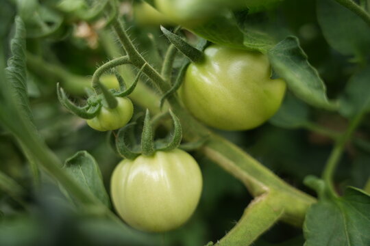 Tomato
An annual or perennial herbaceous plant, a species of the genus *Solanum* in the nightshade family (Solanaceae).