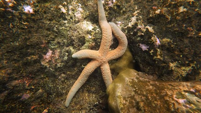 Orange and mottled Linckia multifora sea star moving across the seabed in shallow tropical waters at Hon Kho Island near Quy Nhon, Vietnam.