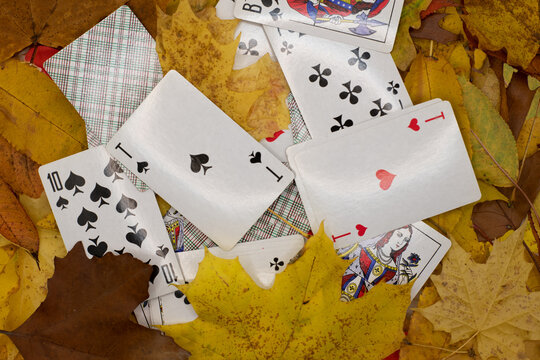 Playing Cards Scattered Among Autumn Leaves. A selection of playing cards including an ace of hearts, ace of spades, ten of spades and face cards arranged among colorful fallen leaves. 