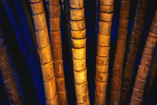 Bamboo,  Palm Tree Trunks with Warm Golden Light and Blue Background