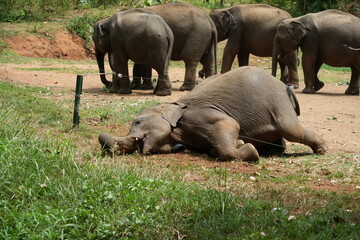 Elefante cerca erba oltre il recinto © Alessandro