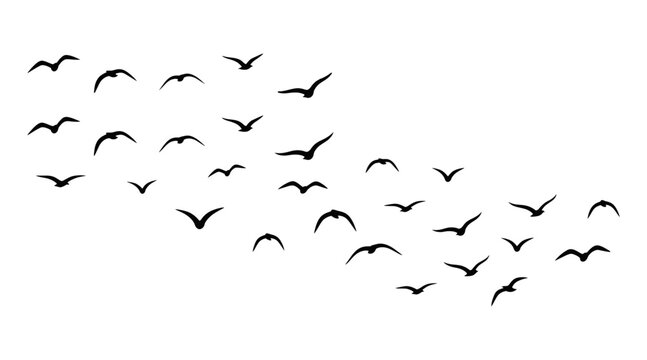Large flock of flying birds silhouette