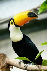 Close up of a Toco Toucan perched on a tree branch in Yokohama, Japan © rbkgm146