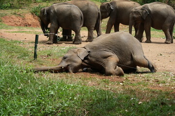 Elefante che cerca erba oltre il recinto © Alessandro