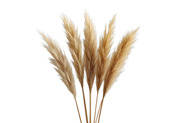 Fototapeta premium Tall golden ornamental grain stems with soft plumes isolated on transparent background