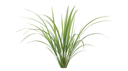 Fototapeta premium Graceful arching tuft of slender green ornamental grass blades fanning outwards