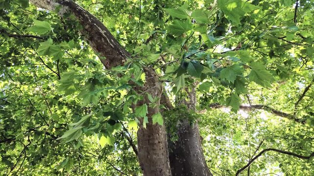 Gro&szlig;er gr&uuml;ner Platanenbaum, Platanus am See mit Reflexionen, Schwenk