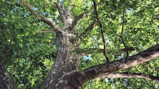 Gro&szlig;er gr&uuml;ner Platanenbaum, Platanus am See mit Reflexionen, Schwenk