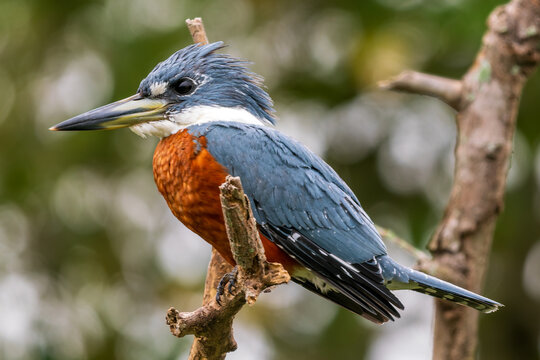 Ringed Kingfisher - Megaceryle torquata, beautiful orange, white and blue kingfisher from New World fresh waters, Pantanal, Brazil.