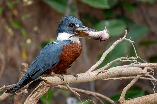 Ringed Kingfisher - Megaceryle torquata, beautiful orange, white and blue kingfisher from New World fresh waters, Pantanal, Brazil.