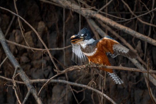 Ringed Kingfisher - Megaceryle torquata, beautiful orange, white and blue kingfisher from New World fresh waters, Pantanal, Brazil.