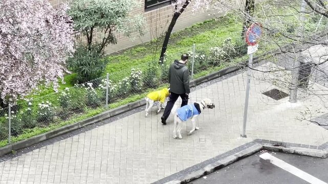 Perros con abrigo chubasquero ropa agua paseo mascota con lluvia y due&ntilde;o con correa por acera calle