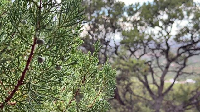 New Mexico Santa Fe Rain Falling on Juniper Tree with Berries Horizontal 2026