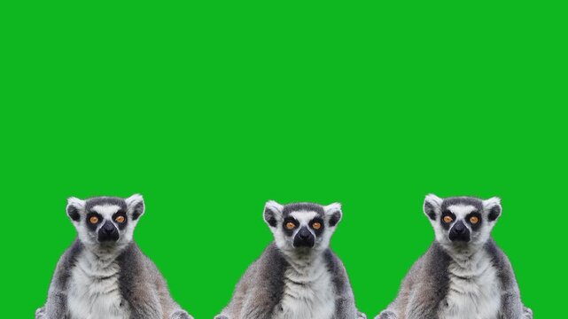 three lemurs look in different directions isolated on green background.
