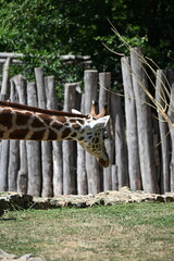 the angolan giraffe (giraffa camelopardalis camelopardalis) is a subspecies of giraffe native to southern africa, particularly namibia, botswana, zambia, and ango © Michaela Holubová