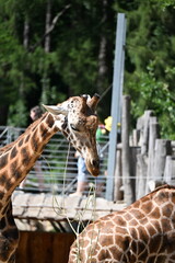 the angolan giraffe (giraffa camelopardalis camelopardalis) is a subspecies of giraffe native to southern africa, particularly namibia, botswana, zambia, and ango © Michaela Holubová