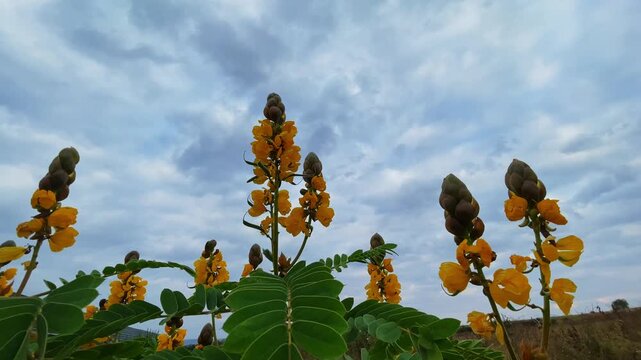 Golden cassia flowers and seed pods against a cloudy sky