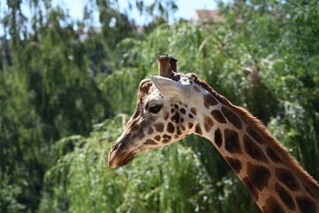 the angolan giraffe (giraffa camelopardalis camelopardalis) is a subspecies of giraffe native to southern africa, particularly namibia, botswana, zambia, and ango © Michaela Holubová