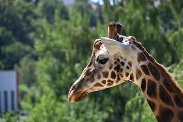 the angolan giraffe (giraffa camelopardalis camelopardalis) is a subspecies of giraffe native to southern africa, particularly namibia, botswana, zambia, and ango © Michaela Holubová