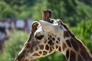 the angolan giraffe (giraffa camelopardalis camelopardalis) is a subspecies of giraffe native to southern africa, particularly namibia, botswana, zambia, and ango © Michaela Holubová