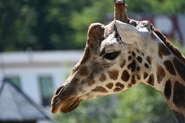 the angolan giraffe (giraffa camelopardalis camelopardalis) is a subspecies of giraffe native to southern africa, particularly namibia, botswana, zambia, and ango © Michaela Holubová