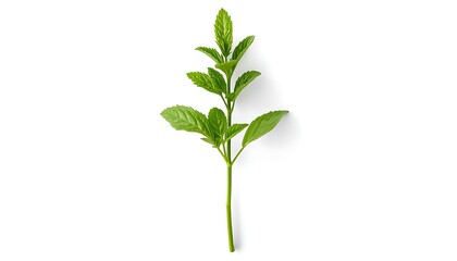 Fototapeta premium A vibrant green herb sprig with serrated leaves is isolated on a white background
