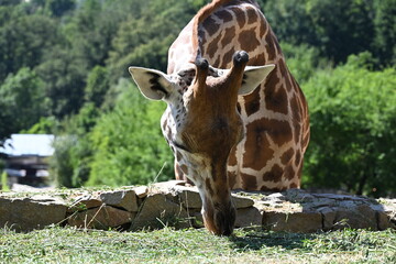the angolan giraffe (giraffa camelopardalis camelopardalis) is a subspecies of giraffe native to southern africa, particularly namibia, botswana, zambia, and ango © Michaela Holubová