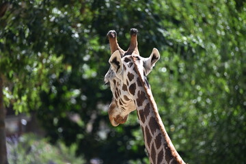 the angolan giraffe (giraffa camelopardalis camelopardalis) is a subspecies of giraffe native to southern africa, particularly namibia, botswana, zambia, and ango © Michaela Holubová