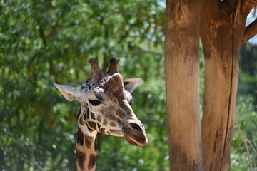 the angolan giraffe (giraffa camelopardalis camelopardalis) is a subspecies of giraffe native to southern africa, particularly namibia, botswana, zambia, and ango © Michaela Holubová