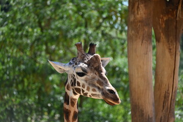 the angolan giraffe (giraffa camelopardalis camelopardalis) is a subspecies of giraffe native to southern africa, particularly namibia, botswana, zambia, and ango © Michaela Holubová