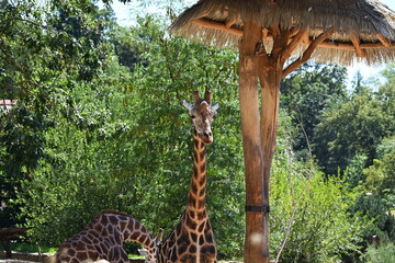 the angolan giraffe (giraffa camelopardalis camelopardalis) is a subspecies of giraffe native to southern africa, particularly namibia, botswana, zambia, and ango © Michaela Holubová