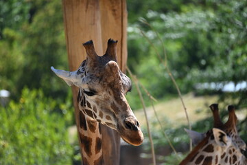 the angolan giraffe (giraffa camelopardalis camelopardalis) is a subspecies of giraffe native to southern africa, particularly namibia, botswana, zambia, and ango © Michaela Holubová
