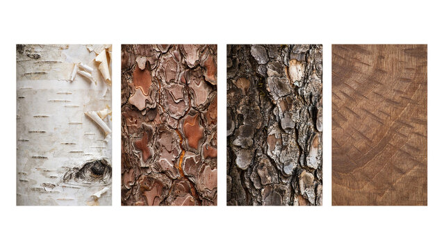 Set of four distinct tree bark textures featuring birch and pine wood patterns.