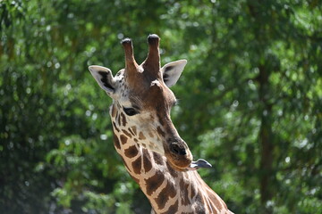 the angolan giraffe (giraffa camelopardalis camelopardalis) is a subspecies of giraffe native to southern africa, particularly namibia, botswana, zambia, and ango © Michaela Holubová