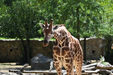 the angolan giraffe (giraffa camelopardalis camelopardalis) is a subspecies of giraffe native to southern africa, particularly namibia, botswana, zambia, and ango © Michaela Holubová